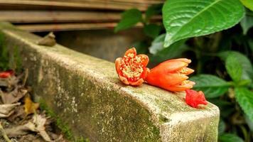 Punica granatum pomegranate flowers are orange with yellow pistils photo