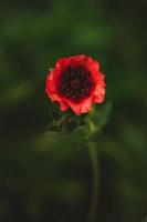 Red flower in spring morning. photo