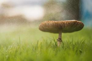 Mushrooms in the raining. Rainy weather season and mushrooms. Nature concept. photo