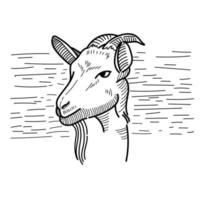 goat vector eid adha goat line art