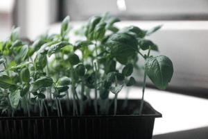 Microgreens. Basil greens. Close-up photo