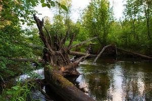 un río tranquilo en un hermoso bosque de verano. foto