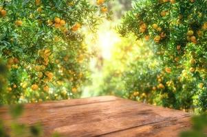 Empty wood table with free space over orange trees, orange field background. For product display montage photo