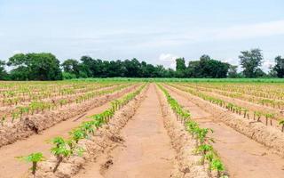 cassava baby in cassava fields in the rainy season, has greenery and freshness. Shows the fertility of the soil, green cassava leaf photo
