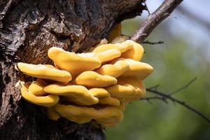 Laetiporus sulfureus soporte hongo que crece en un árbol en primavera foto