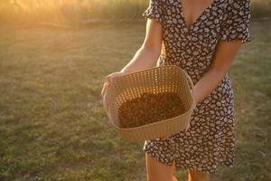 Fresh ripe red berries of wild strawberries in a basket in the hands of a woman in a summer dress in the countryside in the sunlight. Gifts of nature, summer vitamins, berry picking, harvest. photo