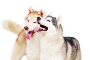 Couple of Siberian Huskies smiling with white background. photo