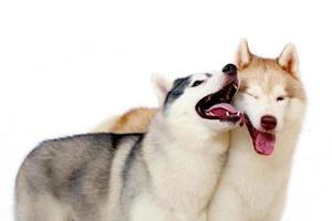 un par de huskies siberianos sonriendo con fondo blanco. foto