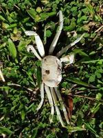 the carcass of a white crab on the green grass photo