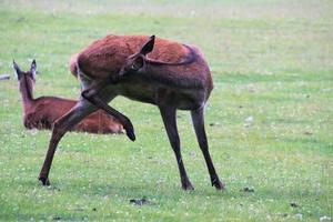 A close up of a Red Deer in the wild photo