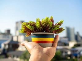 mano sujetando una maceta de hormigón de colores con una planta verde foto