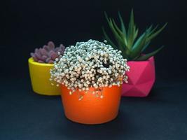 hermosos maceteros geométricos de hormigón con cactus, flores y plantas suculentas. macetas de hormigón pintadas de colores para la decoración del hogar foto