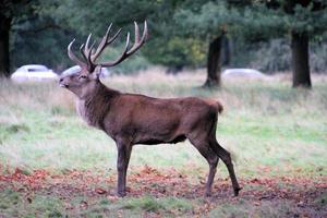 A close up of a Red Deer in the Countryside photo