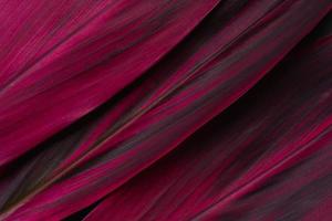 Red leaf Cordyline fruticosa background and space for text photo