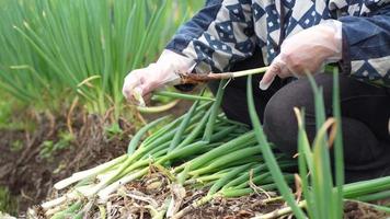 mujeres cosechando cebollas verdes