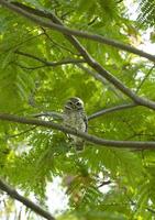 Owl on green tree photo