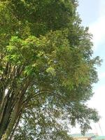 Image of shady tree with sky background photo