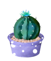 cactus dell'acquerello in vaso