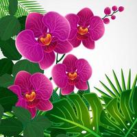 Floral design background. Orchid flowers. vector