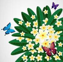 Eps10 Floral design background. Plumeria flowers with butterflies. vector