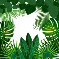 Tropic plant background. Leaves. vector