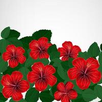 Floral design background. Hibiscus flowers. vector