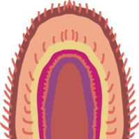 conception d'élément arc-en-ciel png