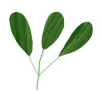 green leaf design png
