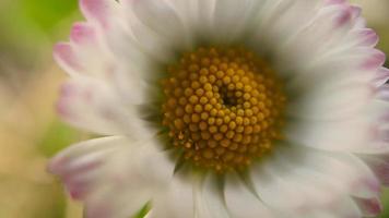 Daisies individually detailed and delicately depicted. photo