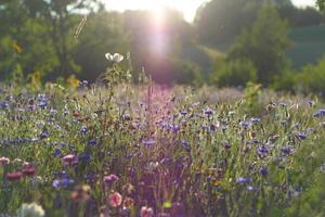 rayos de sol cayendo sobre un prado de flores, con luz difusa. foto