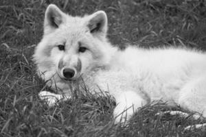 Young white wolf, in black white taken in the wolf park Werner Freund. photo