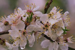 Mirabelle plum blossoms are fantastically beautiful. photo