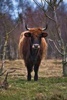 Highland cattle in a meadow. Powerful horns brown fur. Agriculture and animal breeding photo