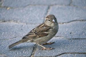 sparrow in berlin, here it can still be found in large numbers. its populations are declining worldwide. photo