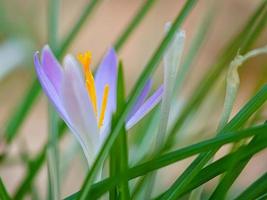 flor de azafrán en un prado, delicada y con un fondo ligeramente borroso. foto