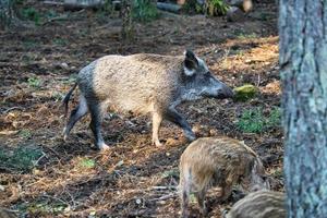 wild mother with newborn in a coniferous forest. photo