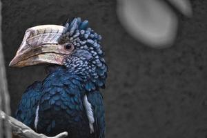 Silver-cheeked horn bill sitting on a branch. colorful plumage. australian bird. photo