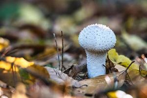 mushroom in the deciduous forest discovered while looking. photo