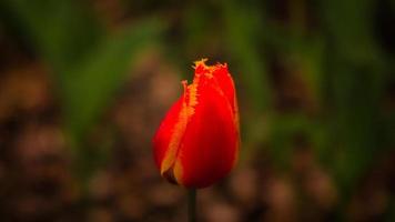 Tulips depicted individually. Flower with bokeh in red and yellow. photo