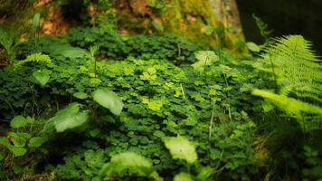 campo de trébol en el bosque en un árbol. el trébol es el amuleto de la suerte foto