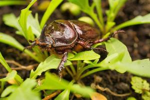 imagen macro de un escarabajo rinoceronte. este insecto es muy raro foto