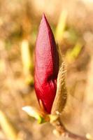 Los árboles de magnolia son un verdadero esplendor en la época de floración. una naturaleza que llama la atención foto