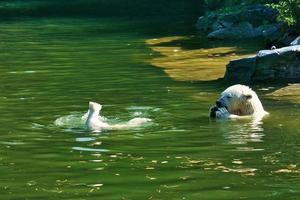 Polar bear mother playing with polar bear cub in water. White fur of the large predator photo