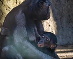 chimpanzee mother with her baby in berlin zoo photo