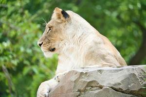 Lioness lying on a rock. Relaxed predator looking into the distance. Animal photo