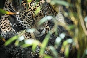 Jaguar lying behind grass. spotted fur, camouflaged lurking. The big cat is a predator. photo