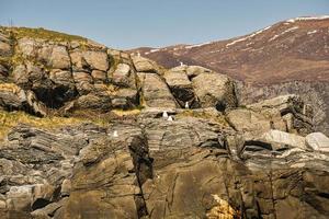 fishing vacation in selje norway. a paradise for anglers and nature lovers photo