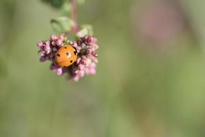 A ladybug on a flower released on a warm summer day. Macro shot photo