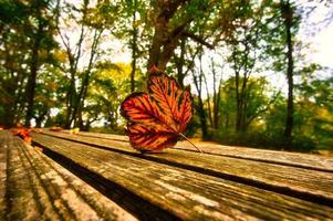 hoja de otoño tirada en un banco en el parque foto