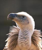 una foto del zoológico. esto es un buitre. un ave majestuosa